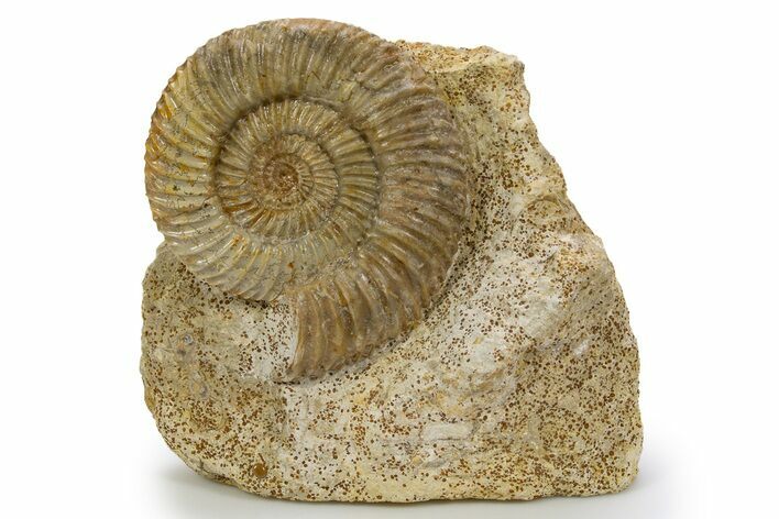 Jurassic Ammonite (Parkinsonia) Fossil - France #301626